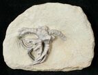 Detailed Cyathocrinites Crinoid - Crawfordsville #16090-2